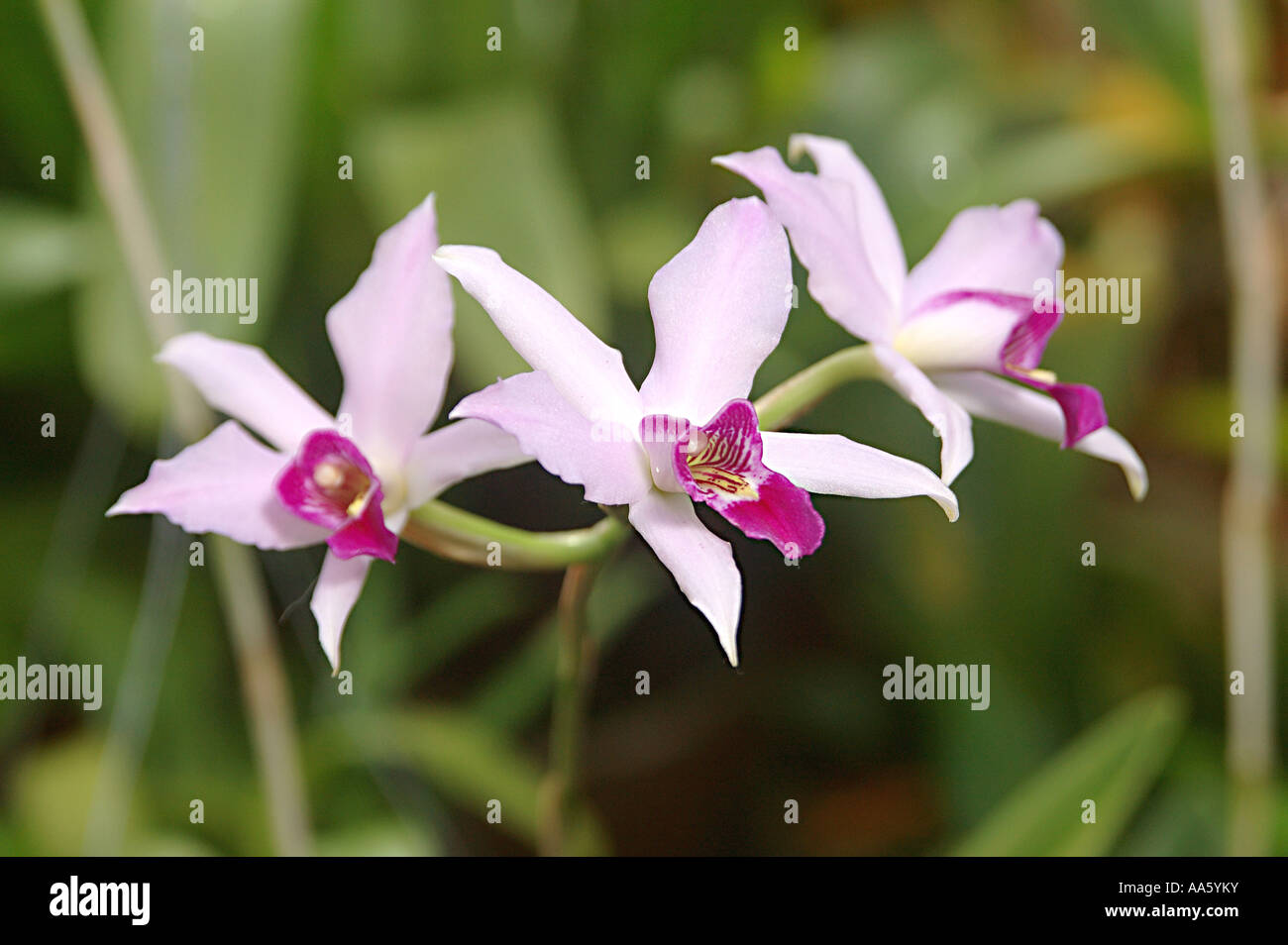 Flower Laelia anceps Orchid Stock Photo