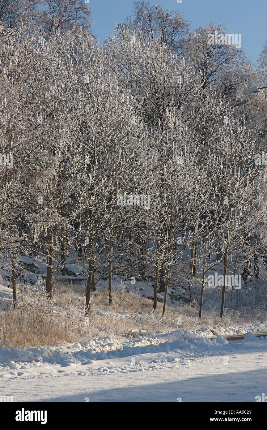 ANG104047 Winter snow and frost on trees snow on the ground bright sunny day Sweden Stock Photo