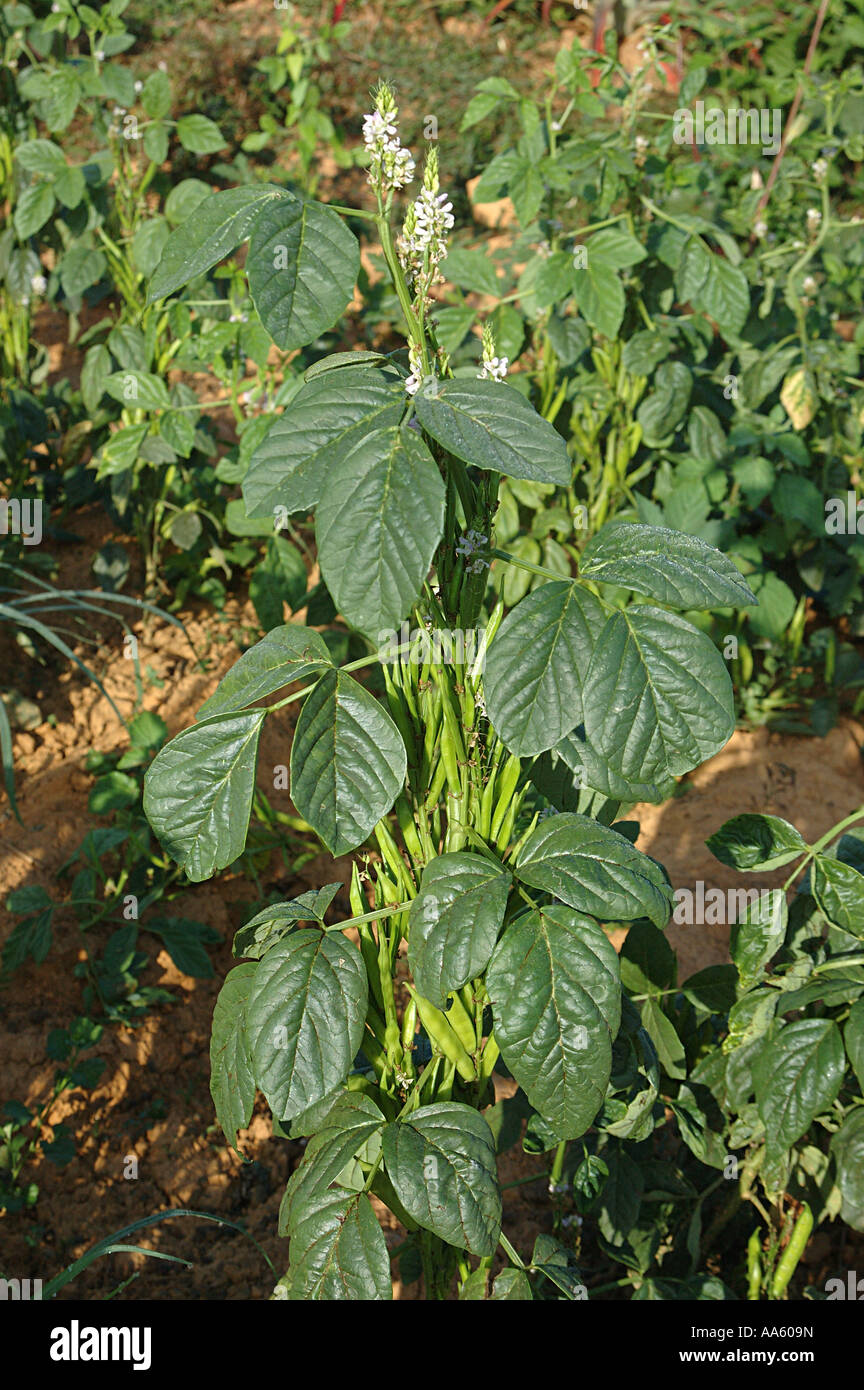 Guar bean vegetable plant Stock Photo - Alamy