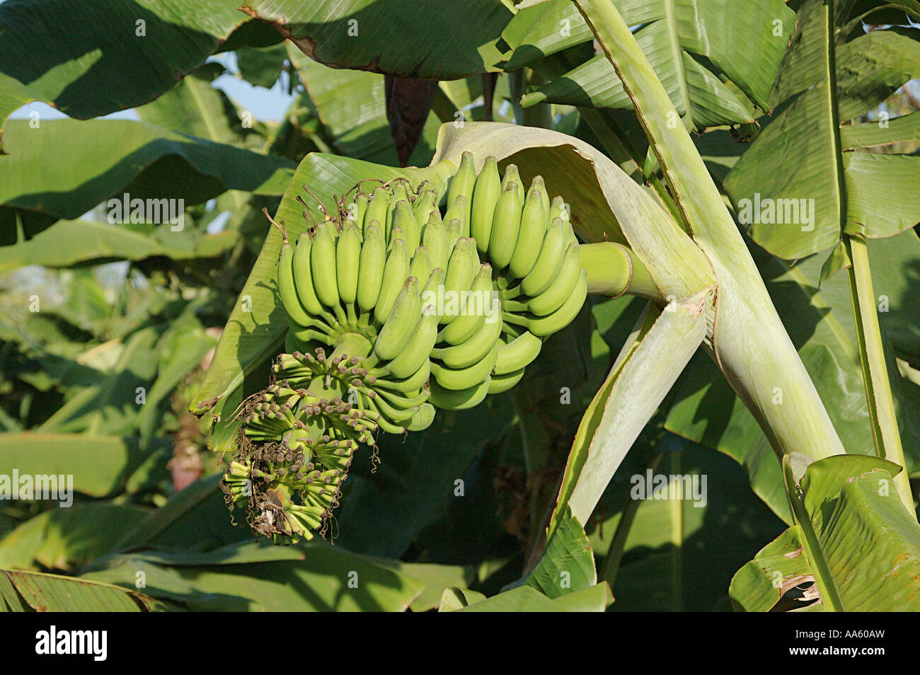 Banana fruit plantation Stock Photo Alamy