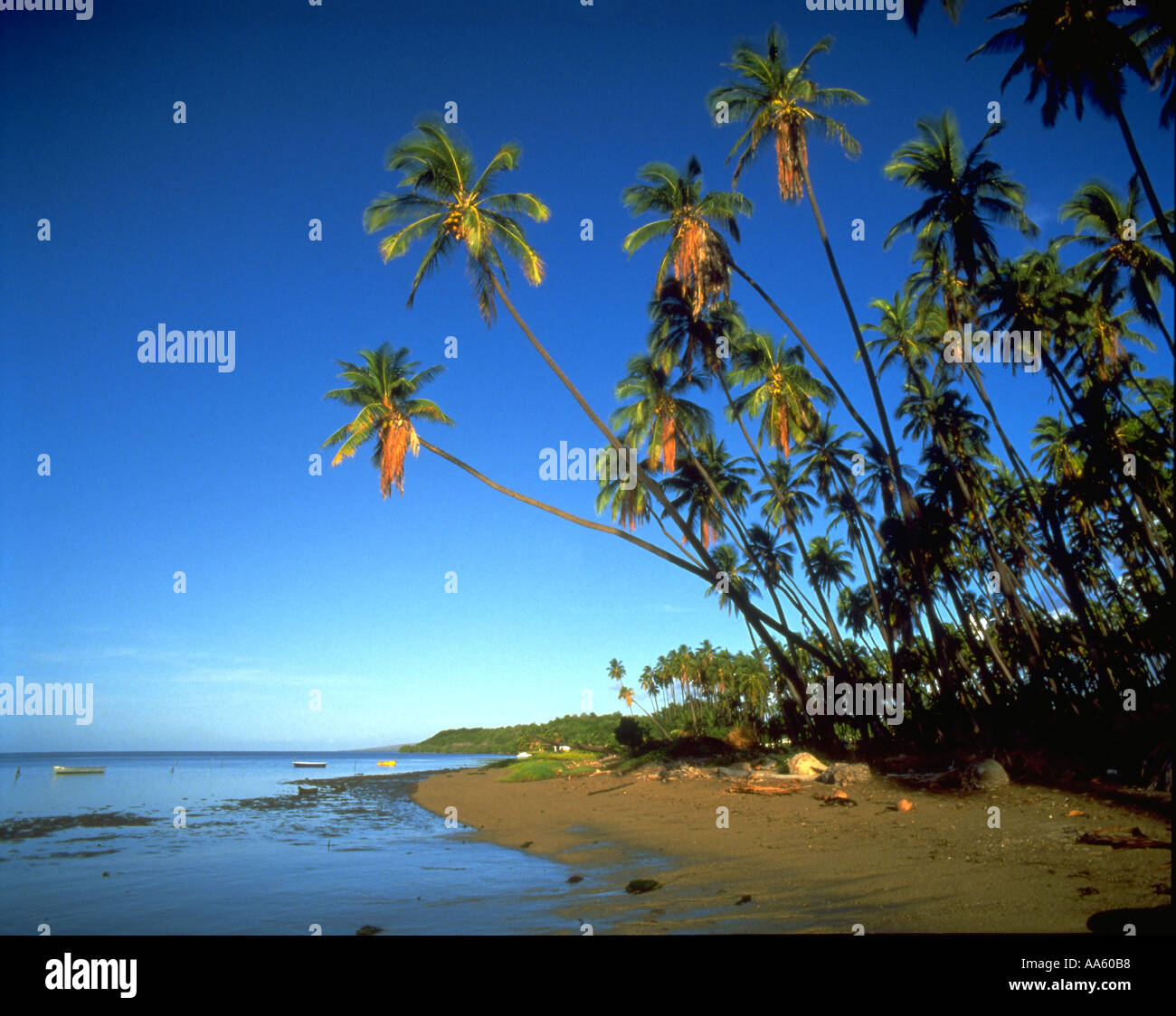 Kapuaiwa Coconut Grove Molokai Hawaii USA Stock Photo Alamy