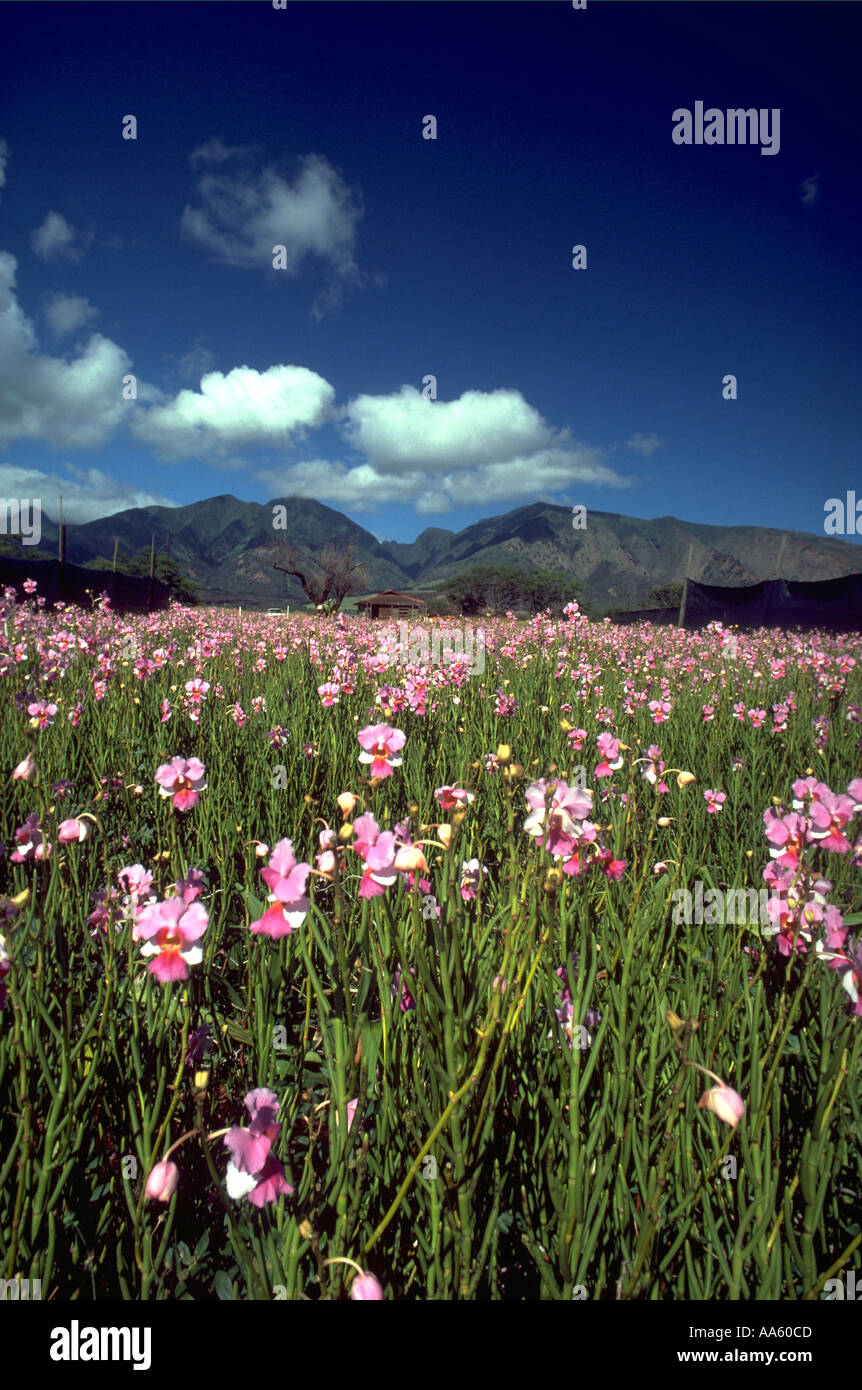 Orchids West Maui Maui Hawaii USA Stock Photo Alamy