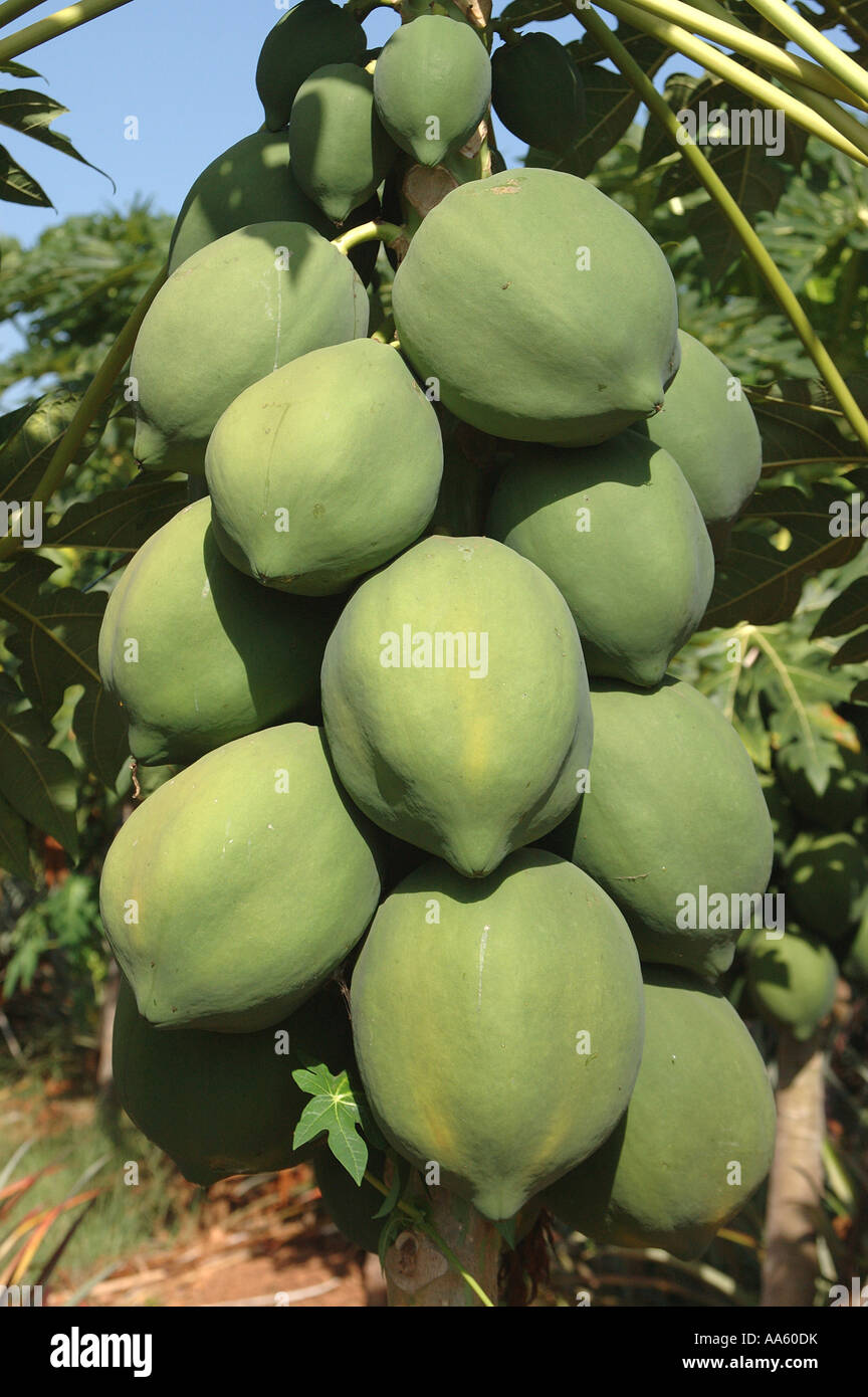 Papaya fruit plant tree Stock Photo