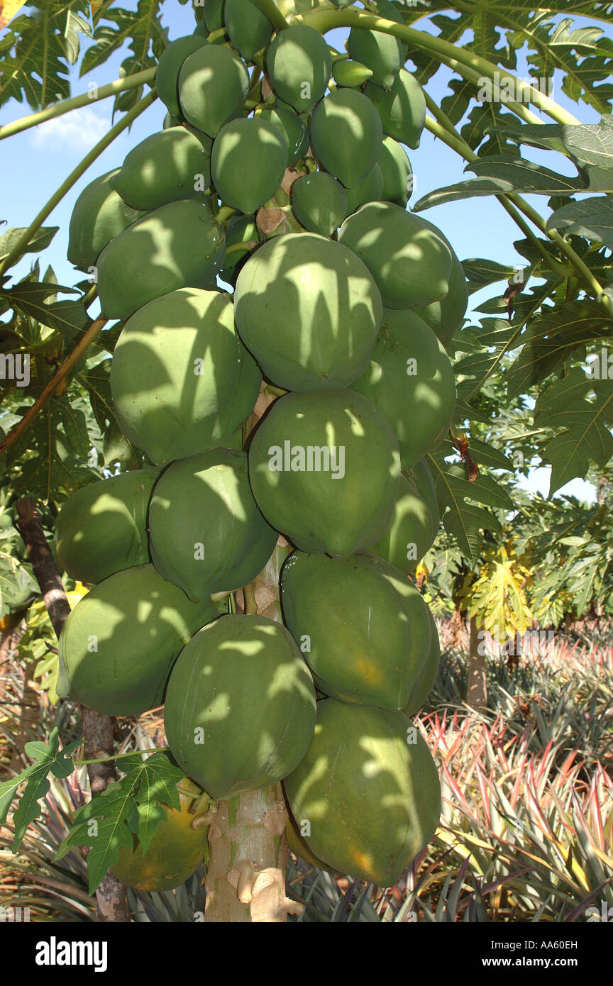 Papaya fruit plant tree Stock Photo