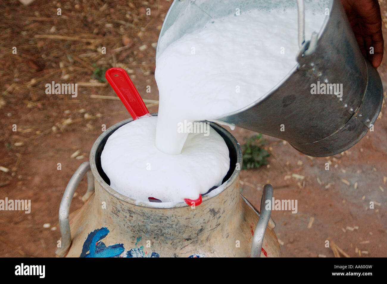 ANG104119 Industry man pouring and filtering milk in can from bucket