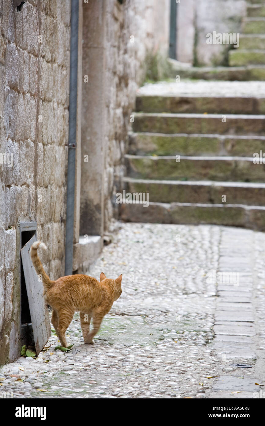 Cat in the Streets of Dubrovnik Croatia Stock Photo - Alamy
