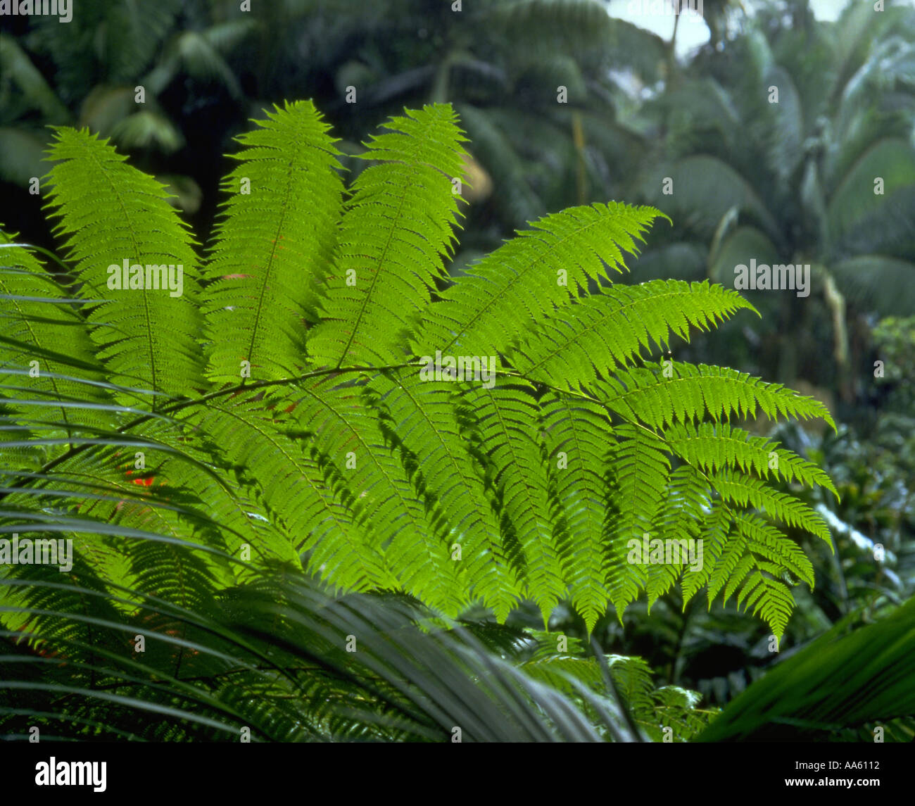 Ama u Fern Hawaii Volcanoes National Park Island of Hawaii Hawaii USA ...