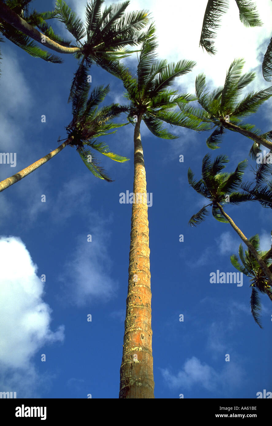 Coconut tree Hawaii USA Stock Photo Alamy