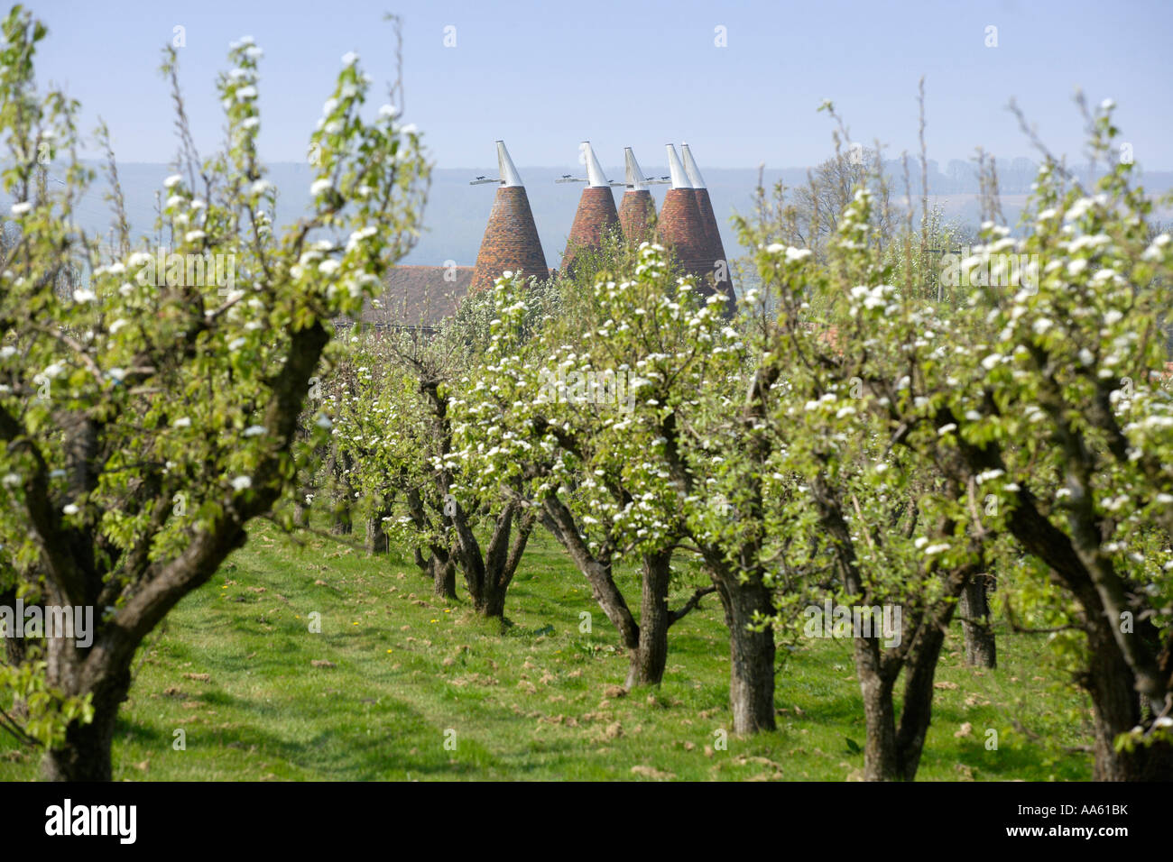 [Apple orchard] with blossom and oast houses, Kent, England Stock Photo