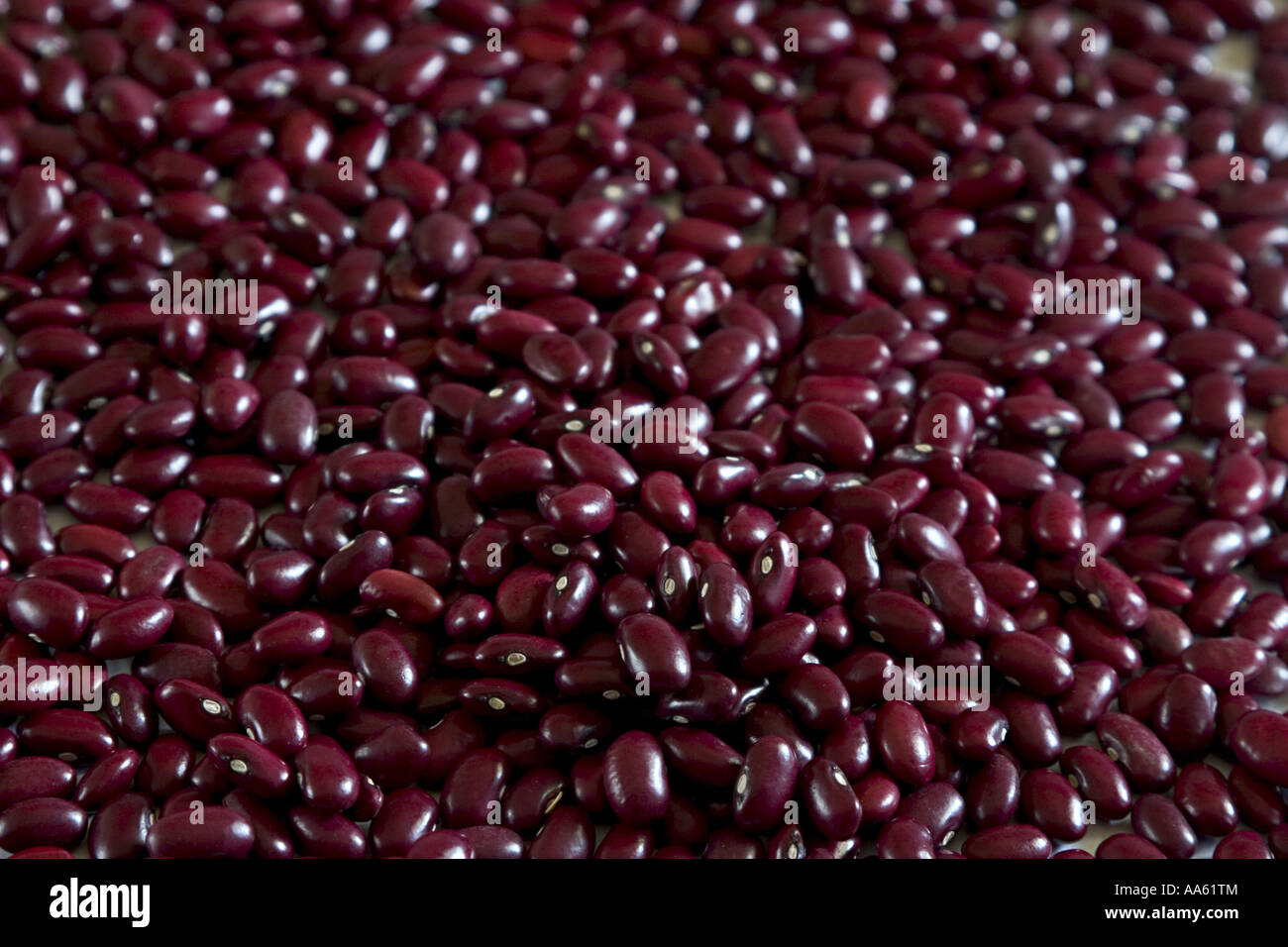 NVM104313 Beans Rajma Red Kidney Beans Phaseoius vulgaris India Stock Photo