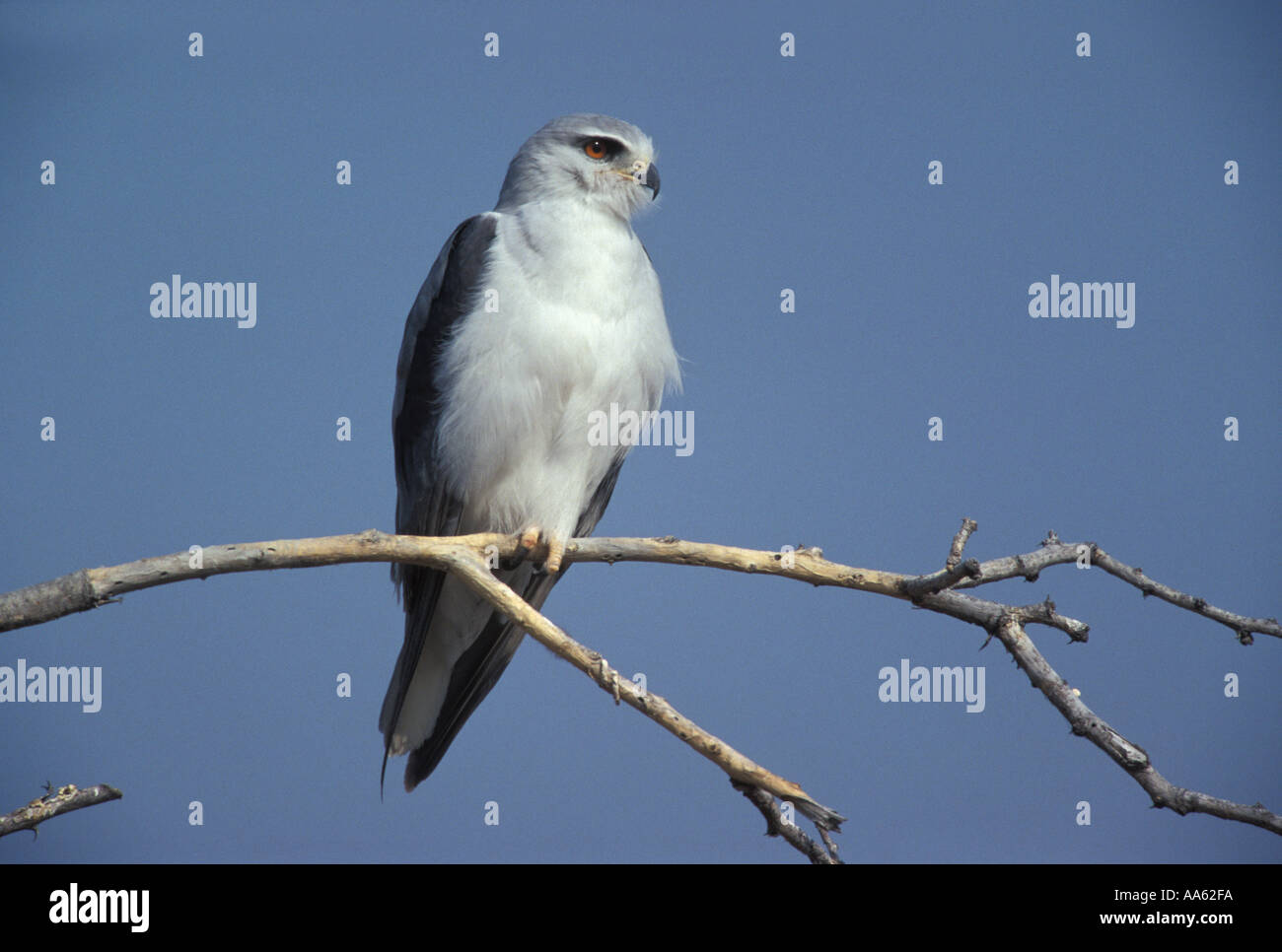 BLACK WINGED KITE OR BLACK SHOULDERED KITE Elanus caeruleus Stock Photo