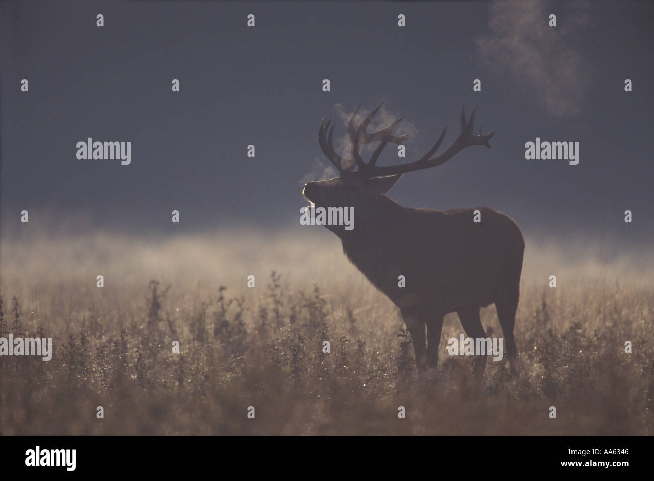 RED DEER Cervus elaphus Stock Photo - Alamy