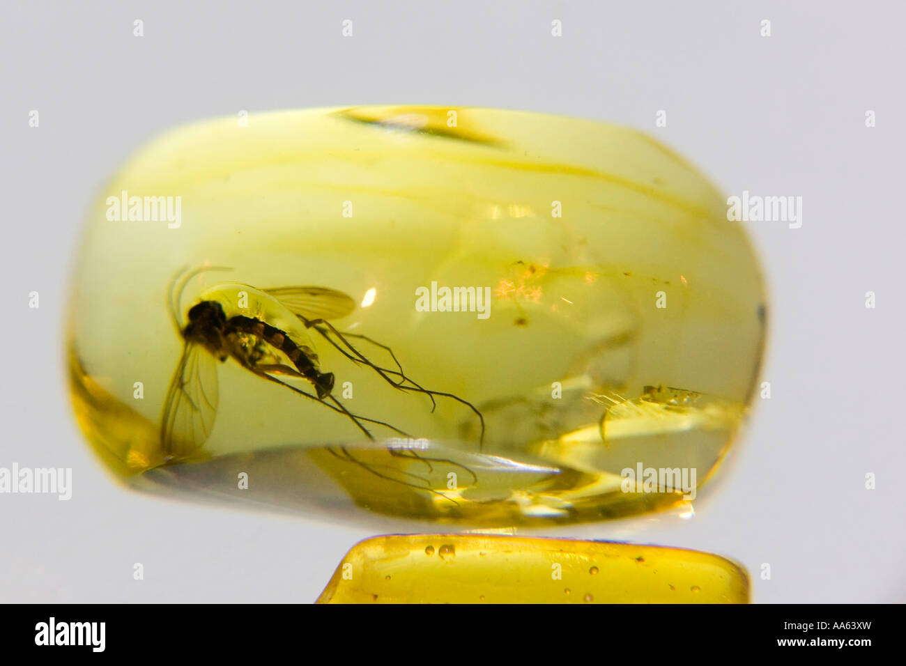 An insect in a piece of Baltic amber , Display of amber jewellery ...