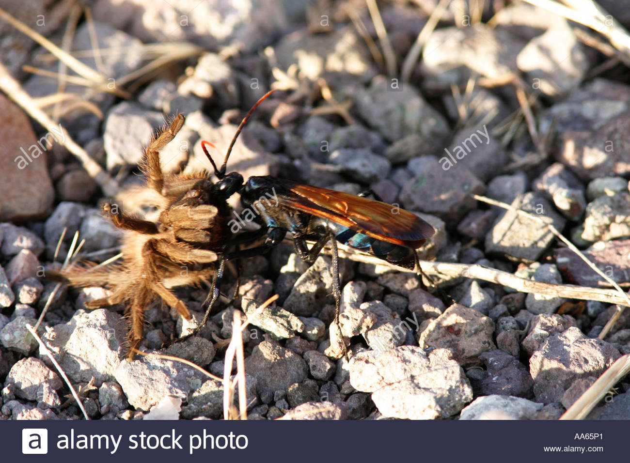 8-Quart Digital Air Fryer