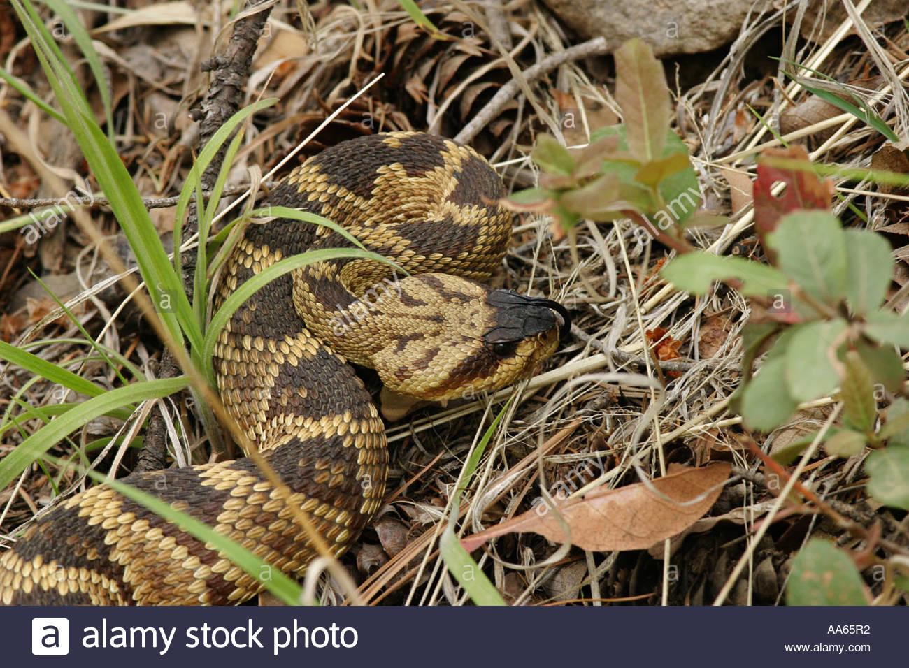 Rattlesnake Grass Stock Photos & Rattlesnake Grass Stock Images Alamy