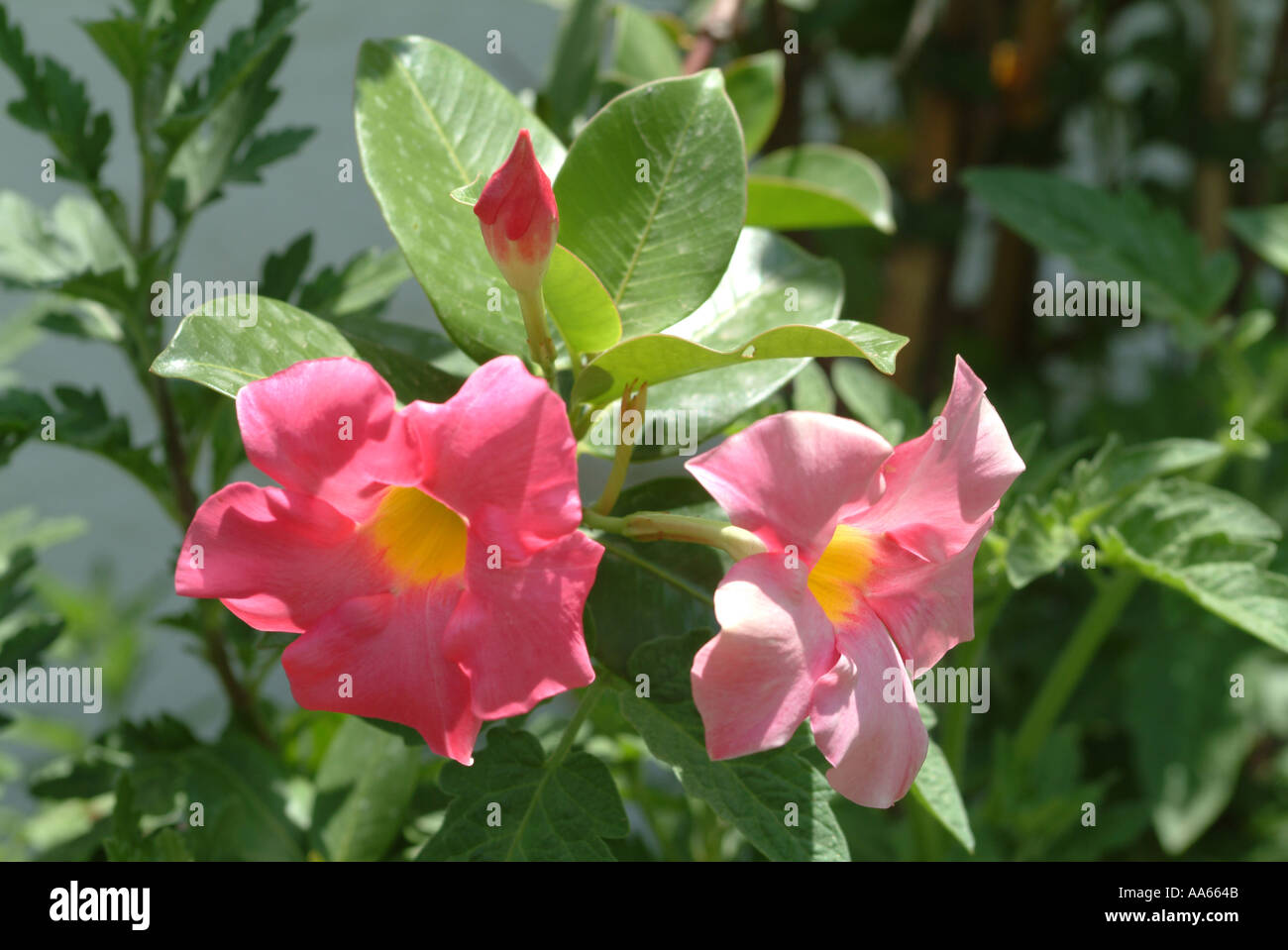 Pink Mandevilla Splendens Twining Climber Flowers in Alvor Town Algarve Portugal Stock Photo