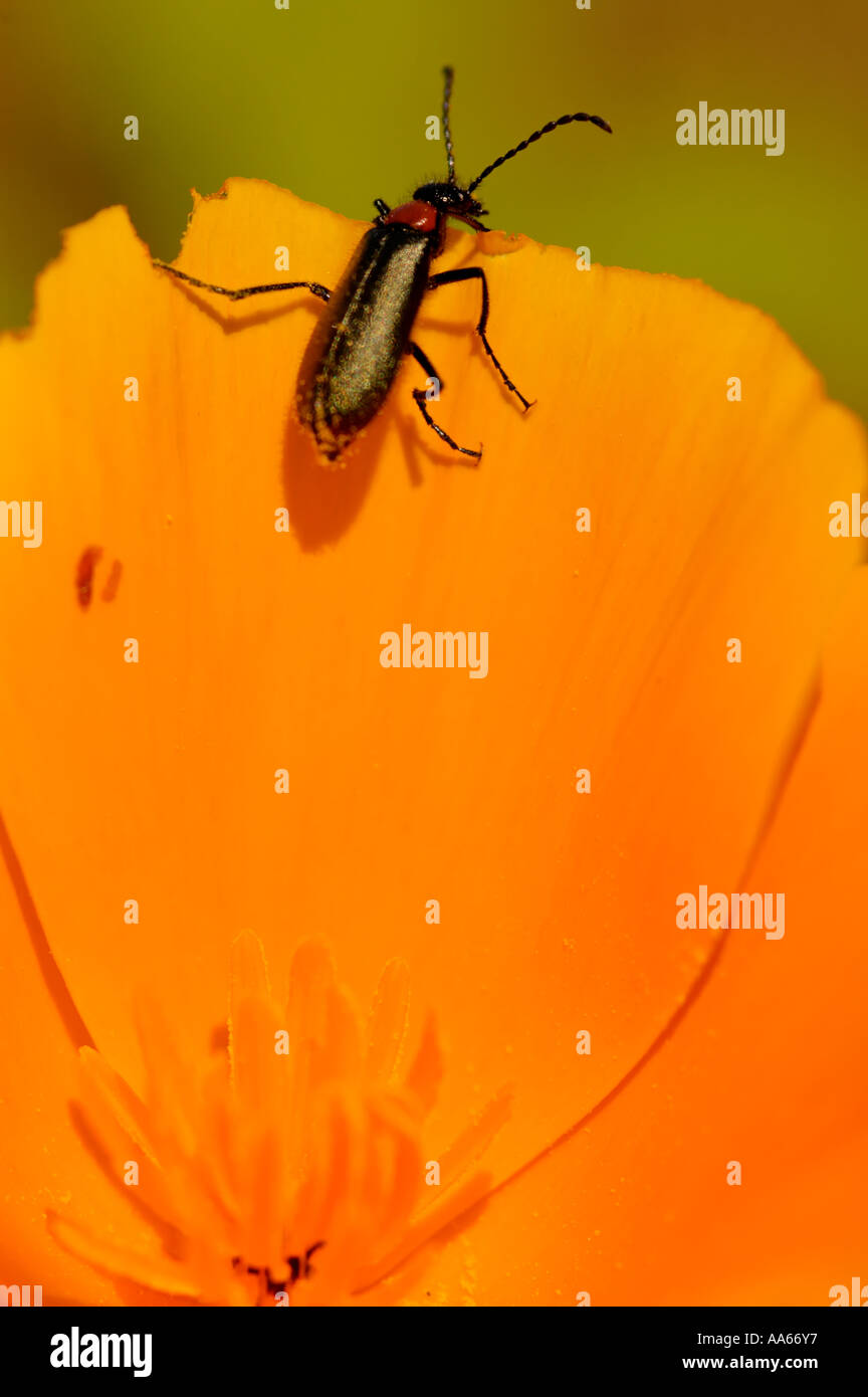 Poppy Insect California poppy closeup wild flowers hi-res stock photography and ...