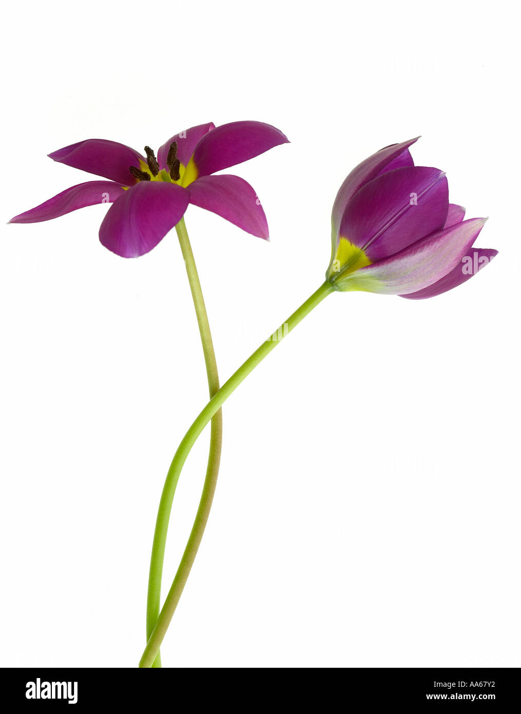 Two Purple Tulip flowers entwined around each other Stock Photo