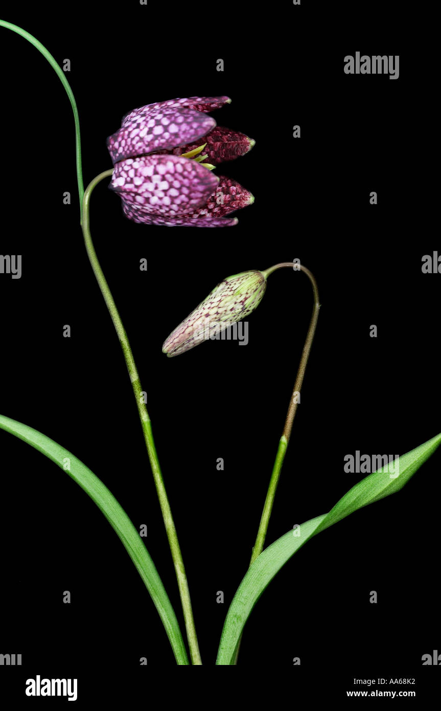 Two Snakes Head Fritillary Flowers on black background Stock Photo