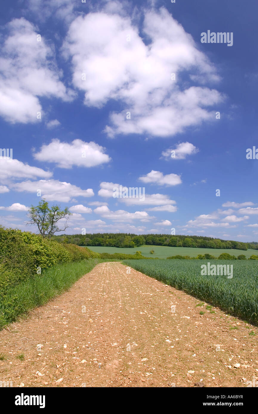 Tractor track landscape on a beautiful summers day taken in a field in Hampshire, England. Stock Photo
