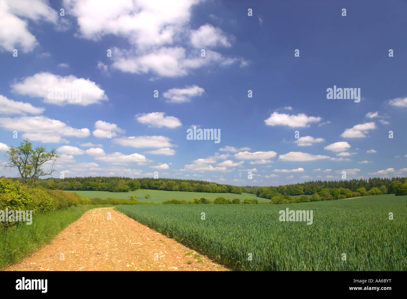 Tractor track around the edge of a wheat field landscape taken in a field in Hampshire, England. Stock Photo