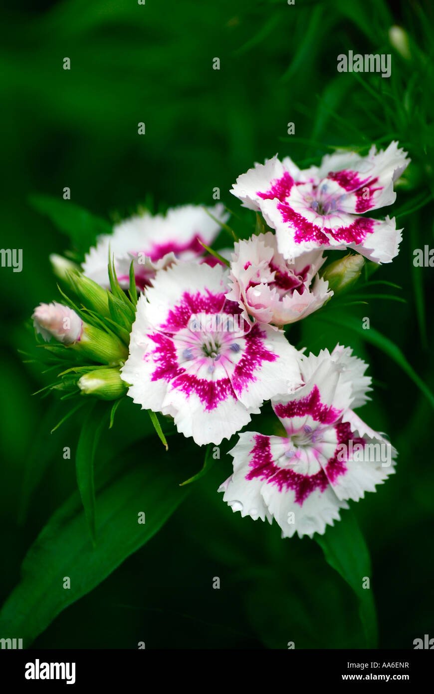 Sweet William flowers Stock Photo