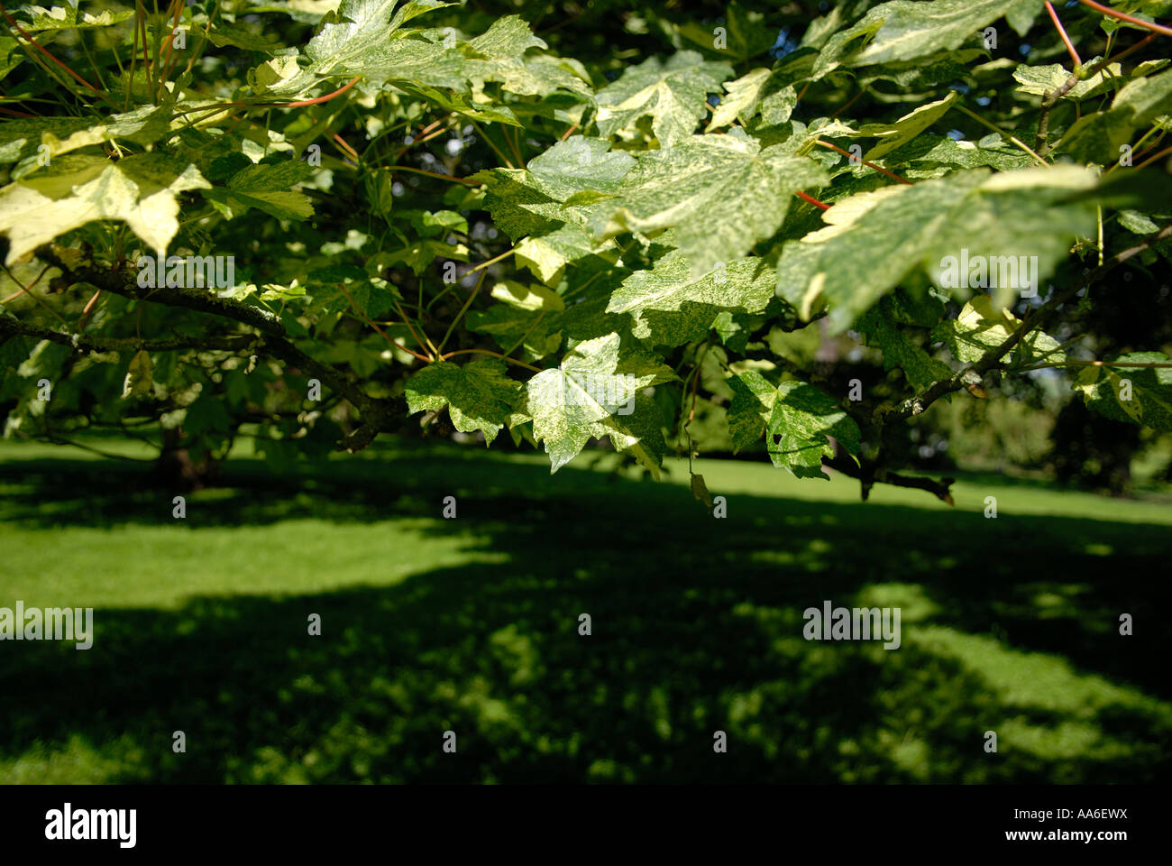 Shade Under Tree Stock Photo - Alamy