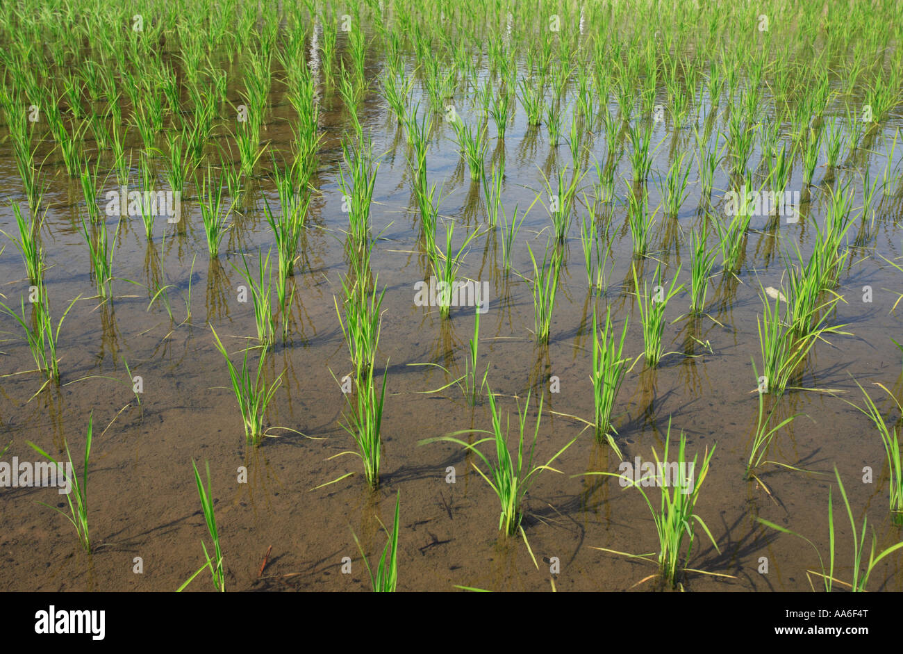 Rice paddy field in Nagareyama City, Chiba Prefecture, Japan. Stock Photo