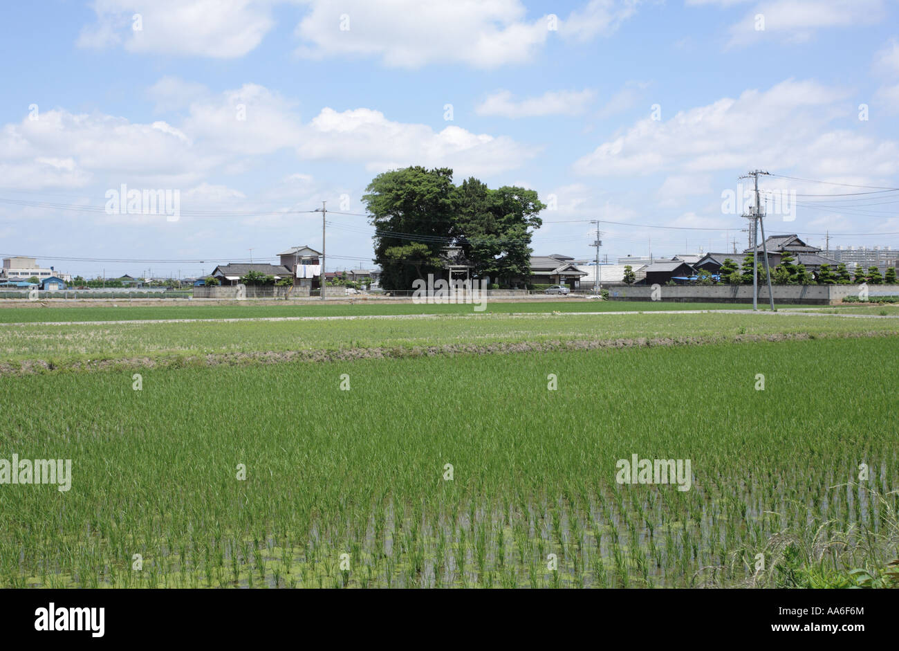 Rice paddy and shrine in Matsudo City, Chiba Prefecture, Japan. Stock Photo