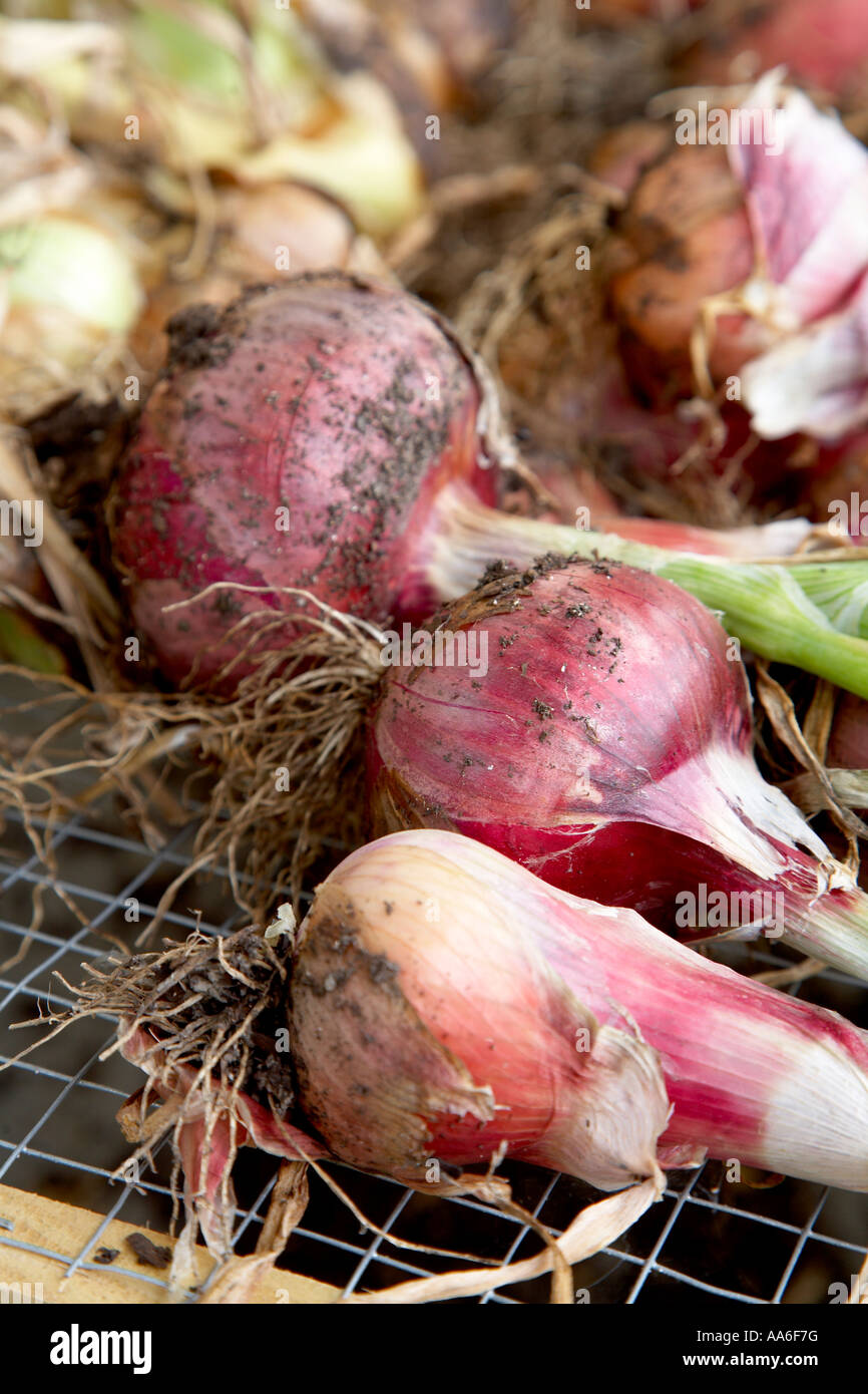 red onions drying on rack Stock Photo Alamy