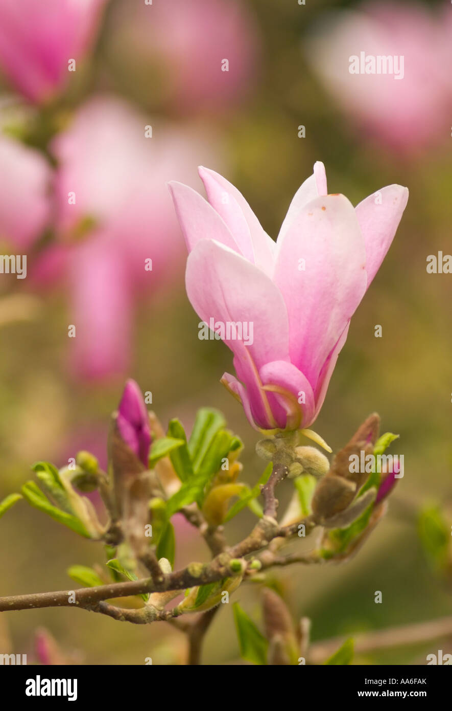 Blossoming tulip magnolia (Magnolia x soulangiana) Stock Photo