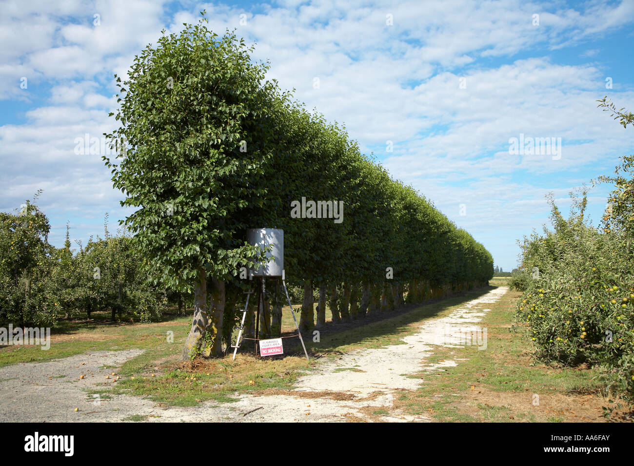 shelter belt row of trees in an orchad to protect the fruit from the wind Stock Photo