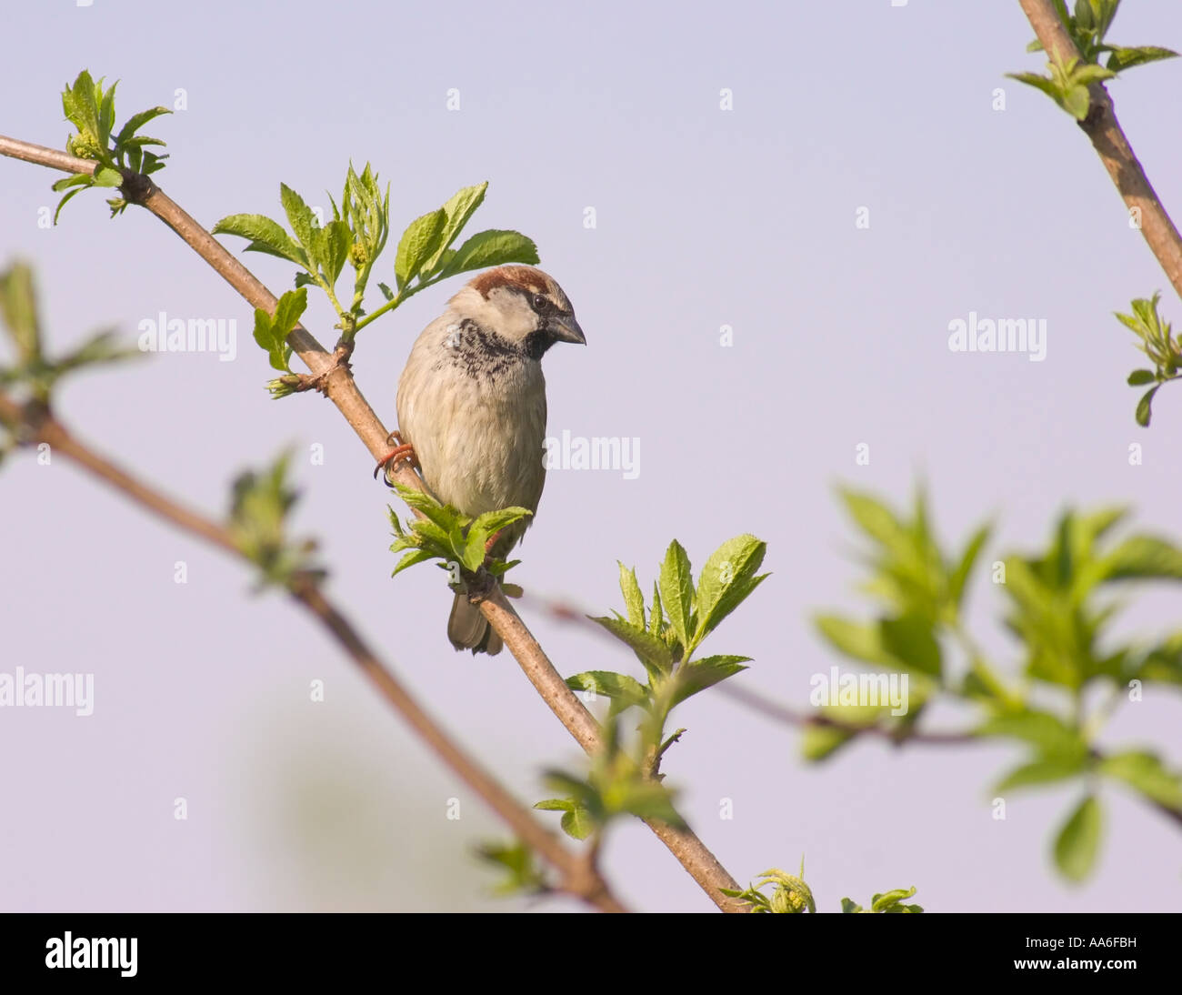 A male house sparrow (Passer domesticus) sitting on a twig Stock Photo