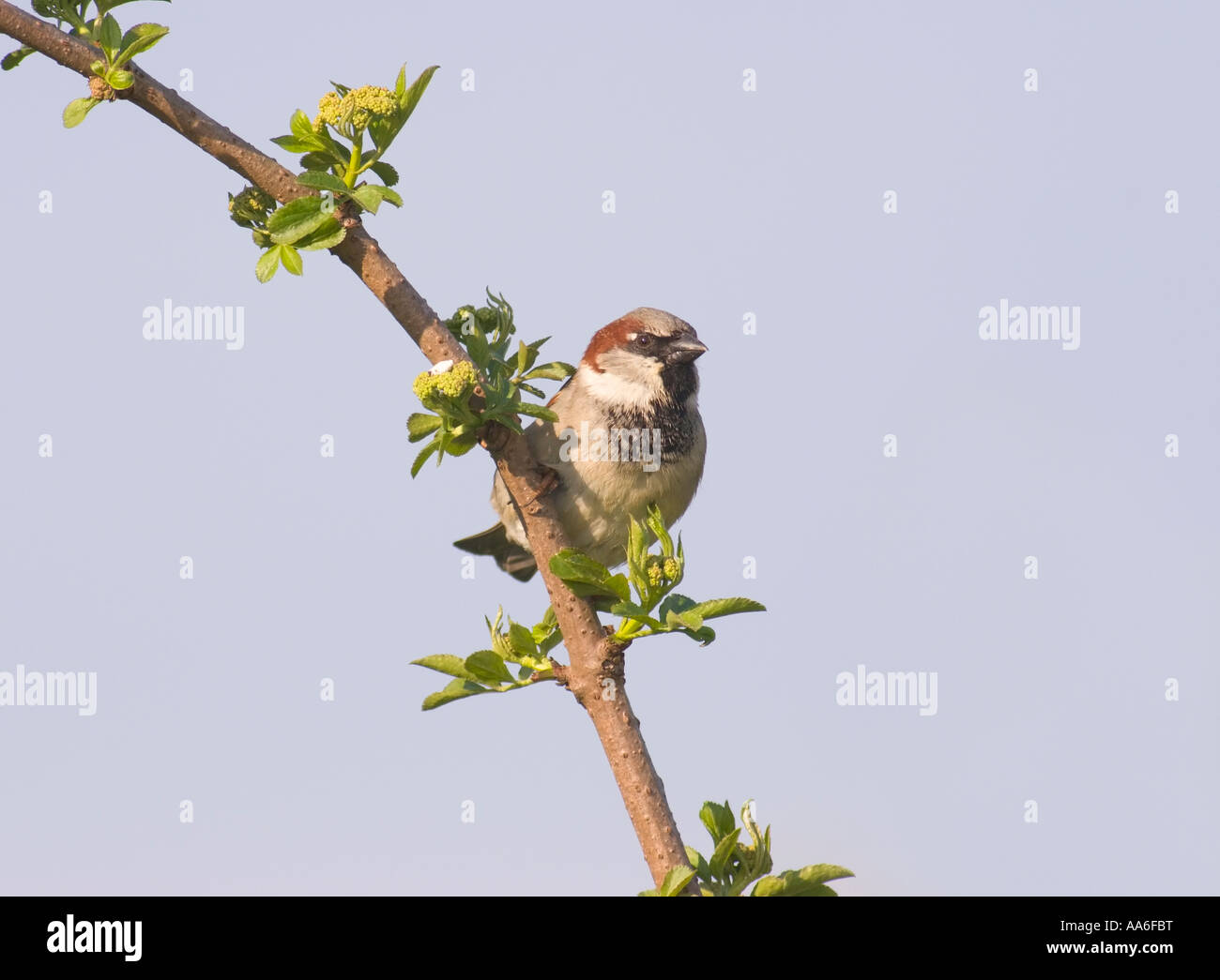 A male house sparrow (Passer domesticus) sitting on a twig Stock Photo