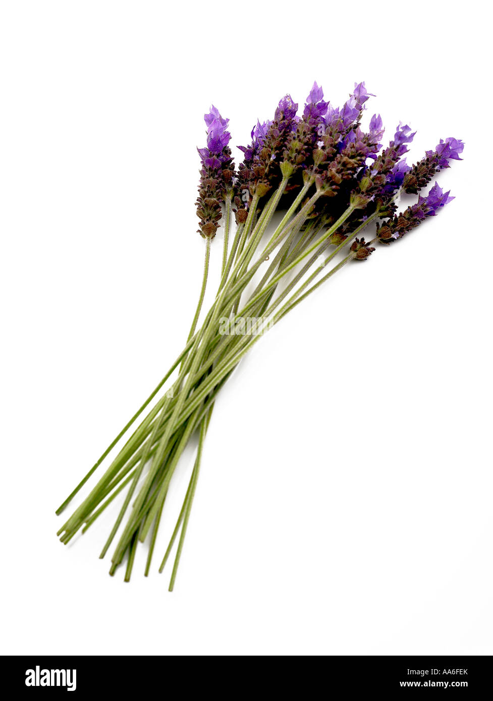 bunch of lavender flowers against white background Stock Photo Alamy