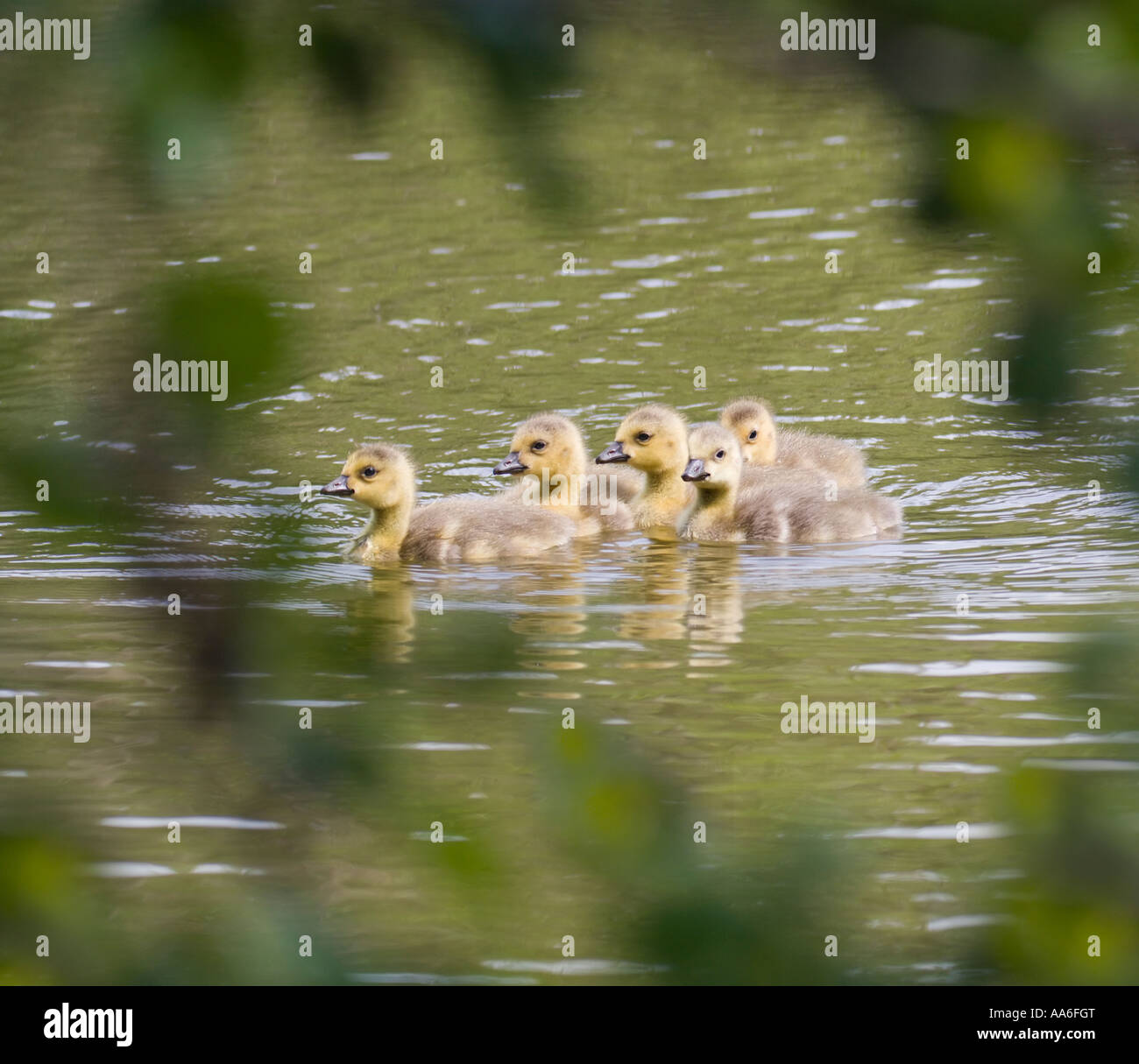 Five Canada goose goslings (Branta canadensis) swimming on a pond Stock Photo