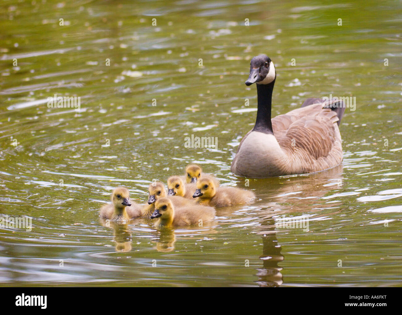 A Canada goose (Branta canadensis) swimming on a pond with its goslings Stock Photo