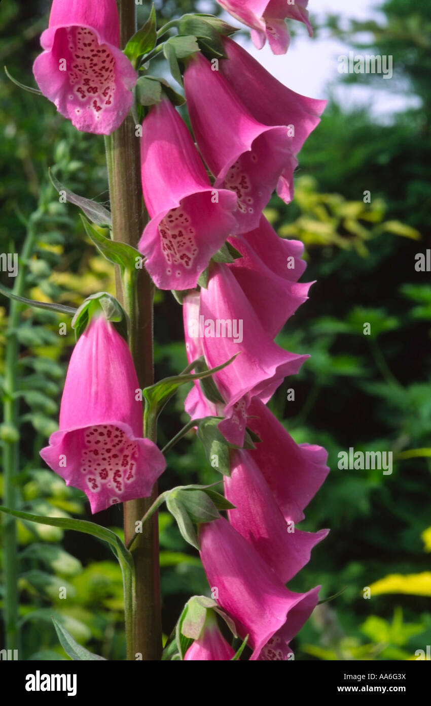 Foxglove Latin name Digitalis purpurea Stock Photo - Alamy