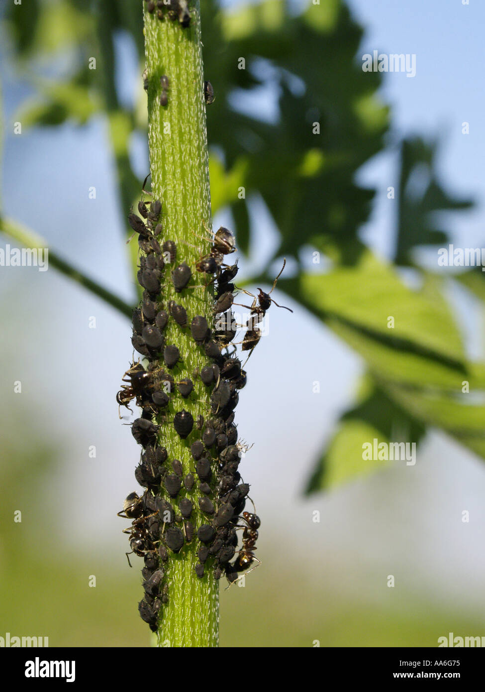 ants, plant louses Stock Photo