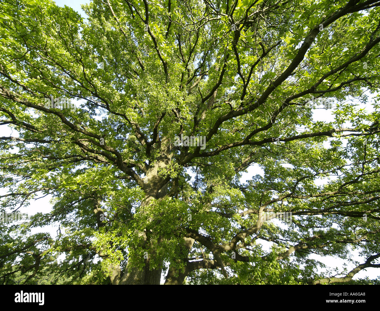 old oak-tree Stock Photo