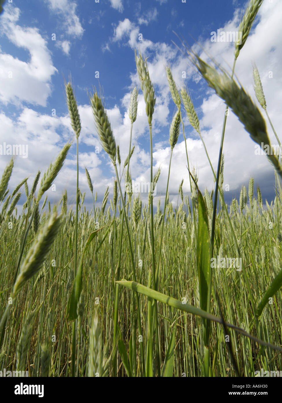cereals, corn, field, clouded sky Stock Photo