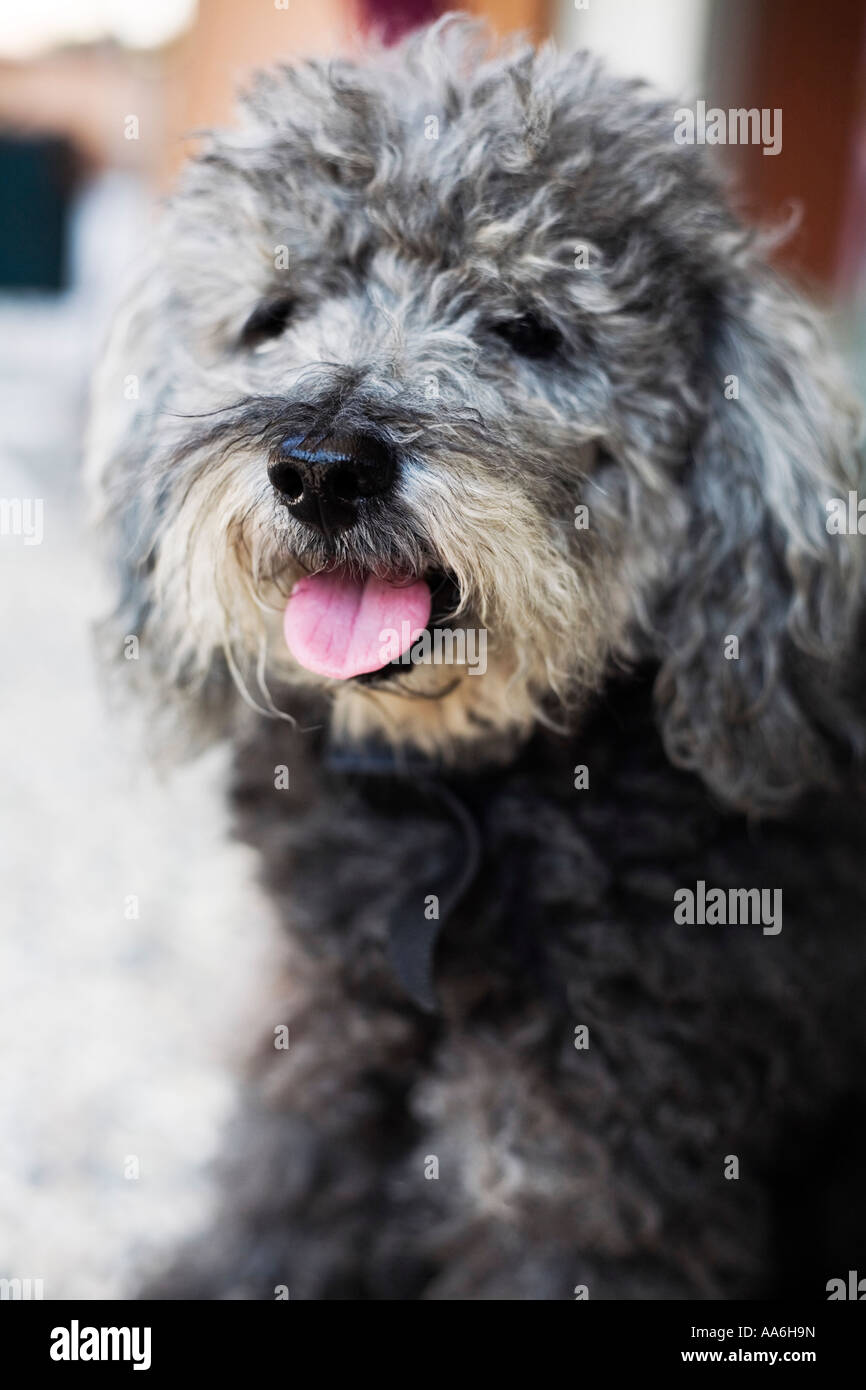 French poodle dog small size Stock Photo Alamy