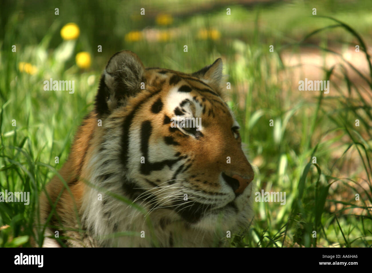 Siberian Tiger Stock Photo - Alamy