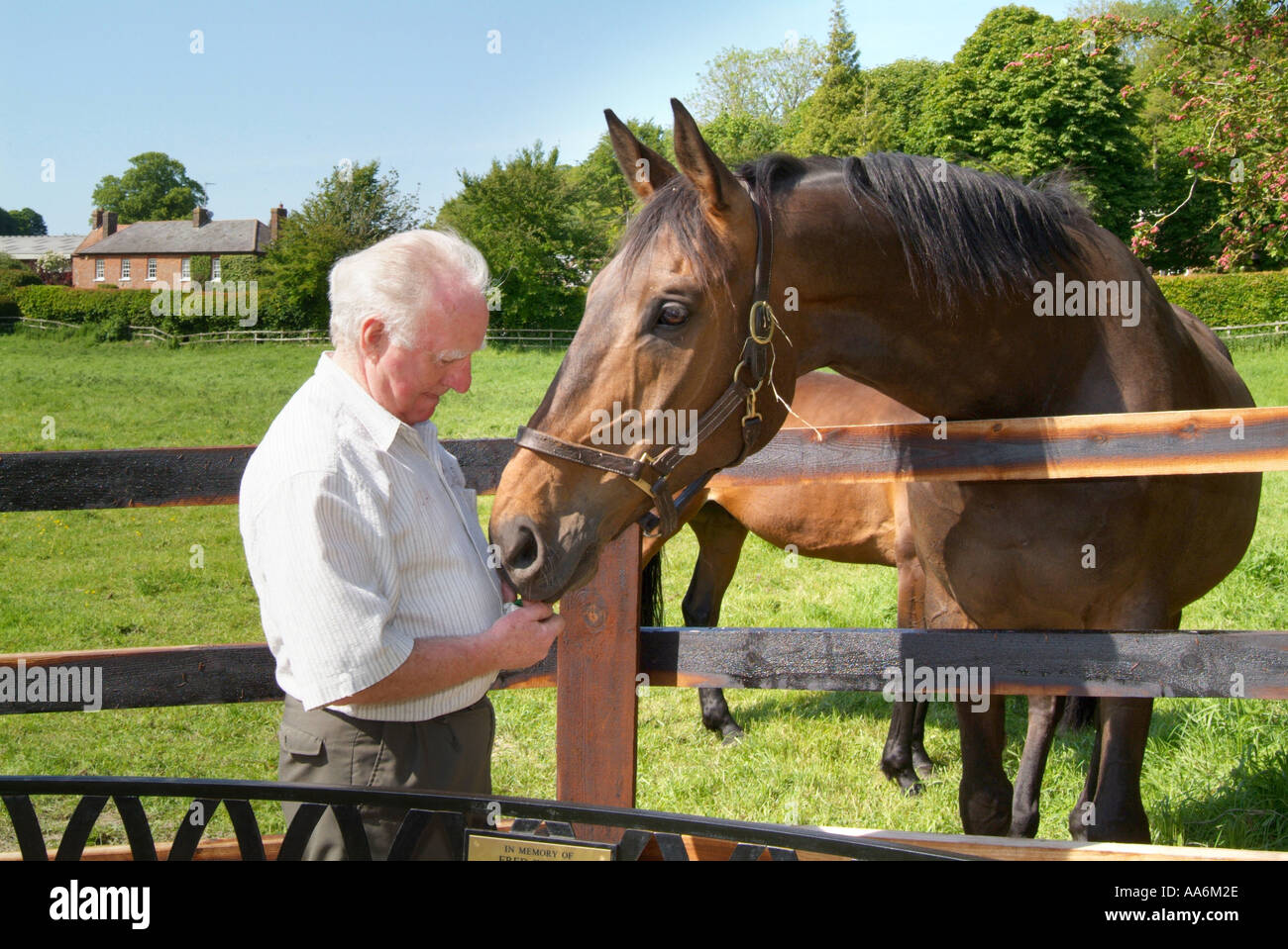 Brian Delaney Head Boy at Uplands Stables in Lambourn Berkshire petting