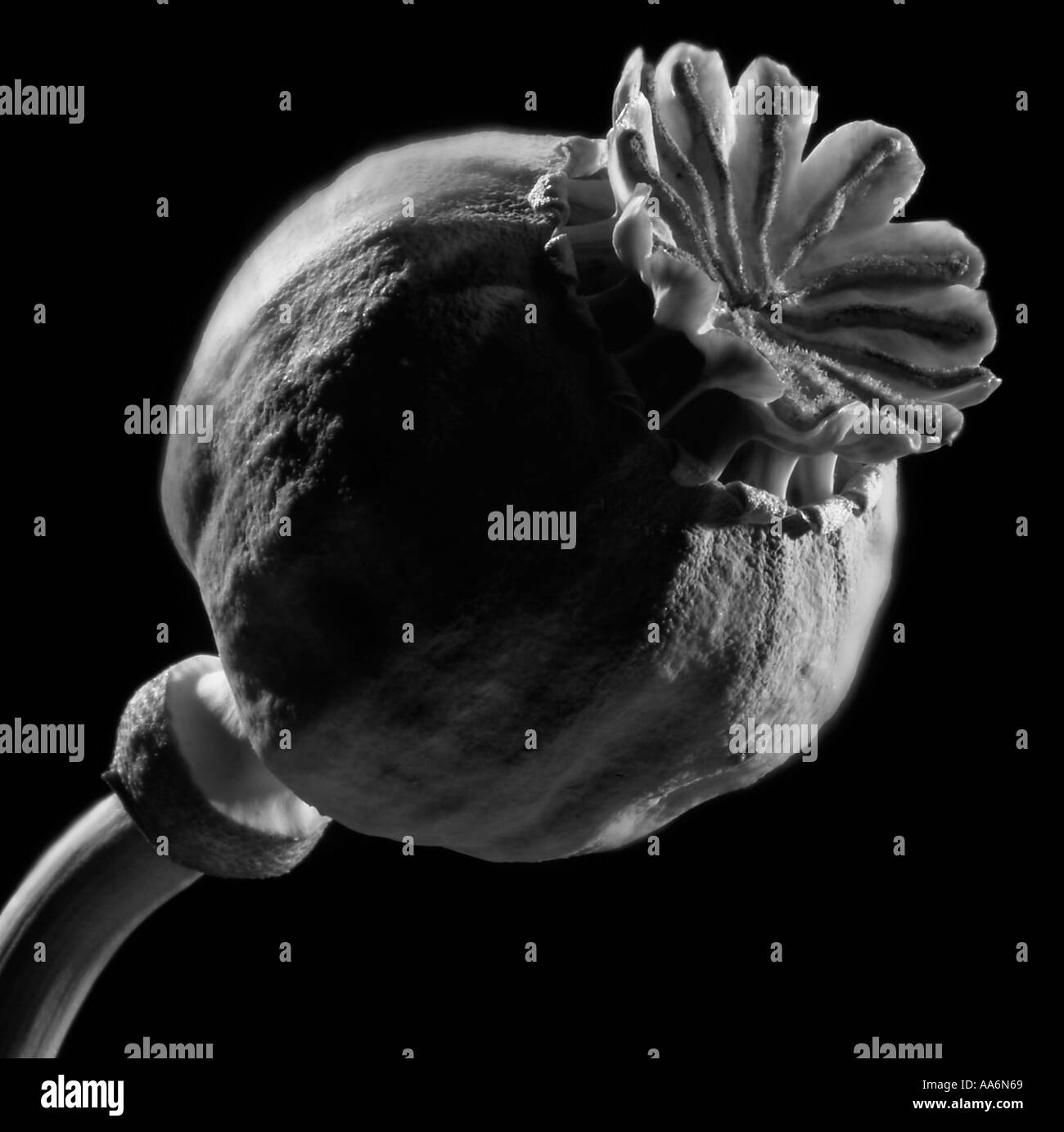 Heroin plant Black and White Stock Photos & Images - Alamy