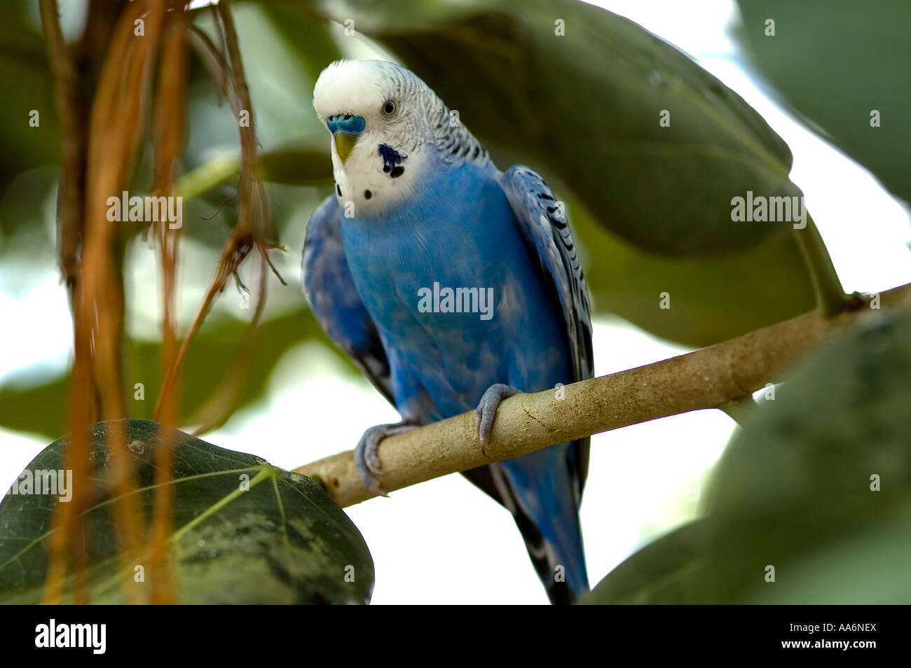 a blue parrot Stock Photo - Alamy