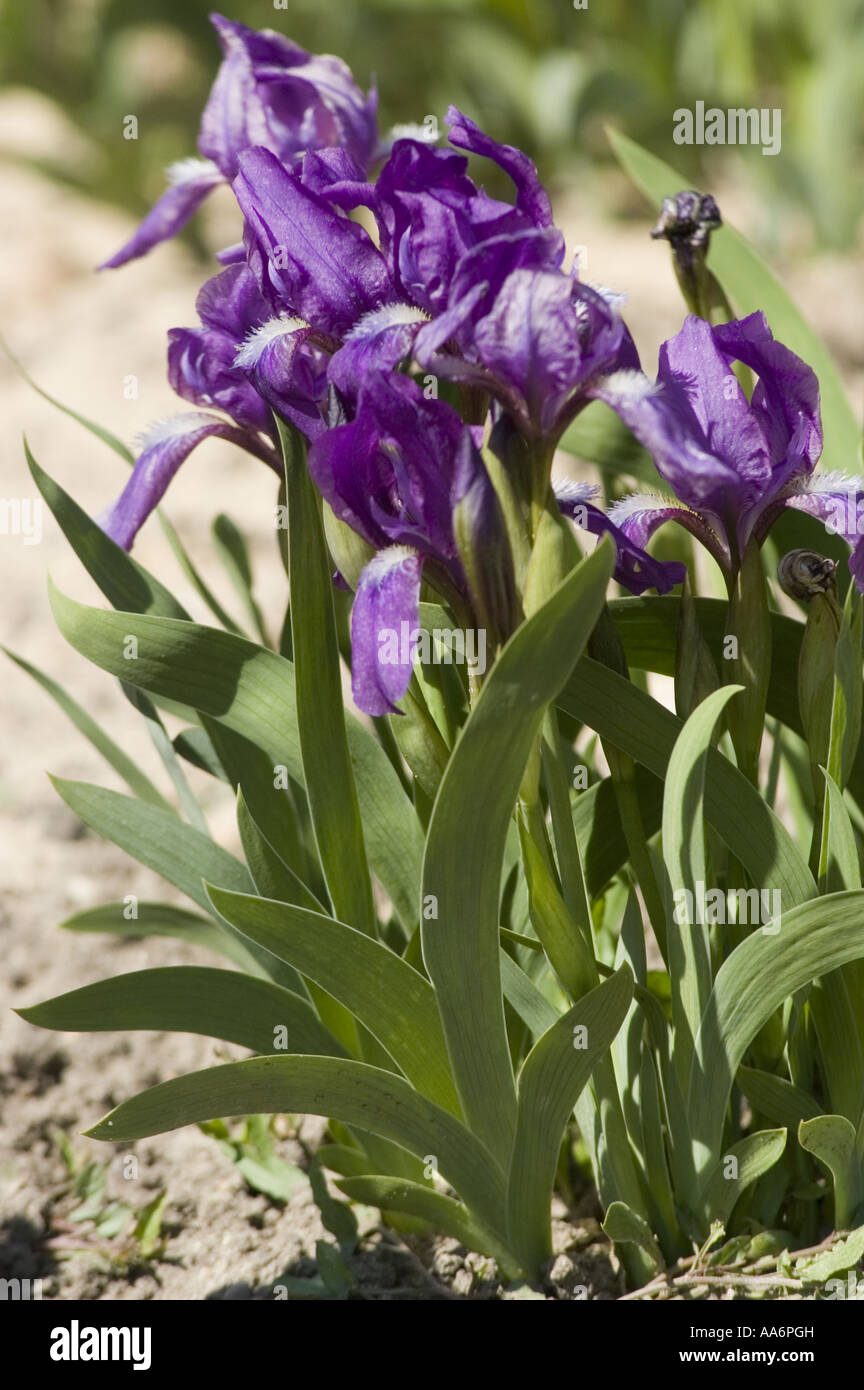 Iris germanica,Iris Bulbi,Iris bulbs for planting perennial,Fiori Da Giardino,I Petali Sono a Forma Di Spada,Specie Rare,Esotico,Fiori Per la Decorazione Della Casa,Adattabile-2 Bulbis,1 