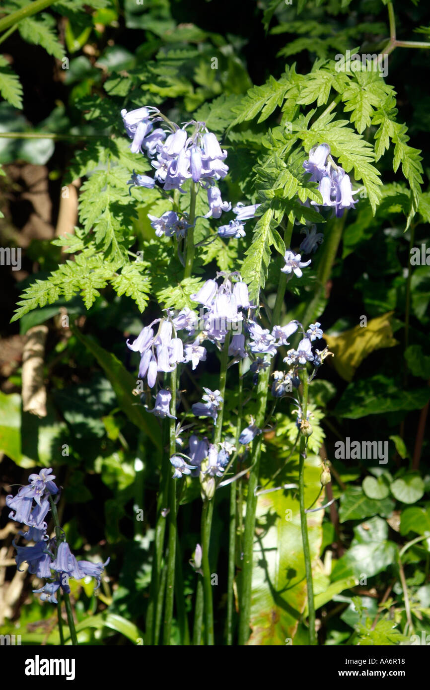 Wild bluebells in the English Countryside Stock Photo - Alamy