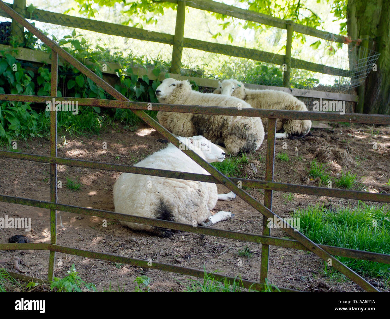 Sheep lying in a pen out of the sunshine Stock Photo - Alamy