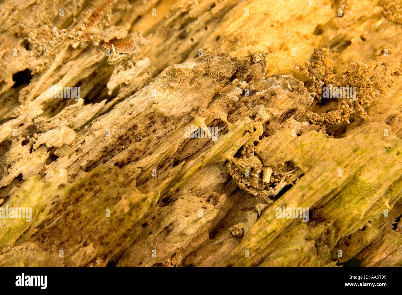 Crumbling rotten timber Stock Photo - Alamy